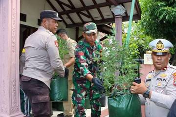 Polisi Grebek Praktik Kebun Ganja Rumahan di Jombang