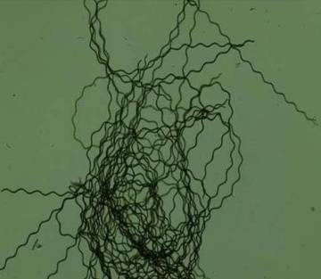 Spirulina, Mikroalga Berjuta Manfaat