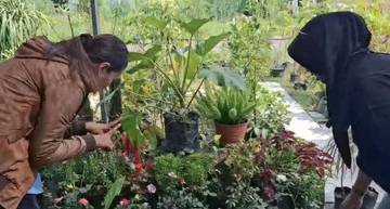 Libur Panjang Nataru, Warga Kediri Berburu Tanaman Hias