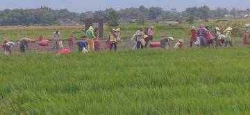 Petani Plemahan Kediri Targetkan Swasembada Gula 