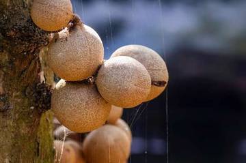 Kepel, Buah Endemik Jawa Penghilang Bau Badan