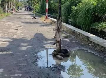 Warga Jombang Tanami Pohon Pisang di Jalan Rusak