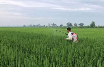 Petani di Jombang Diimbau Waspada Serangan Hama Kresek