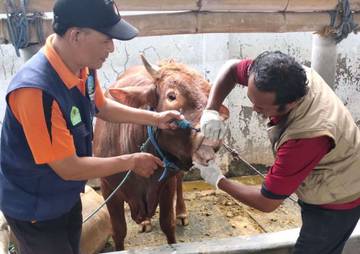 Pemkab Jombang Dapat 18.000 Tambahan Vaksin PMK