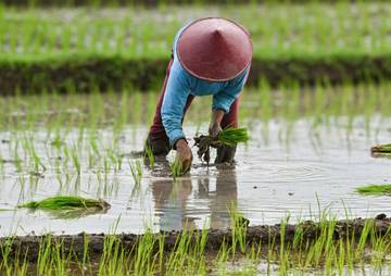 Disperta Prediksi Lonjakan Produksi Padi di Jombang