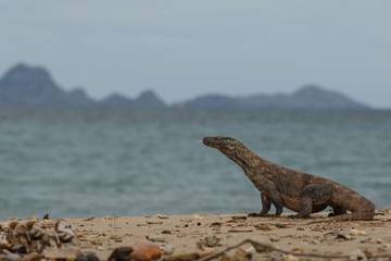 Komodo Terancam Punah, Perubahan Iklim Ancam Habitat Alami