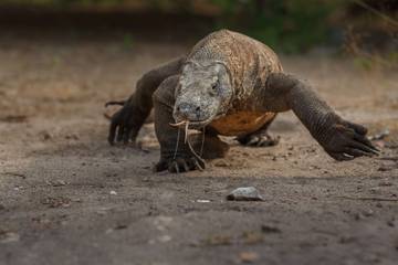 Konflik Manusia-Komodo, Mencari Solusi Berkelanjutan