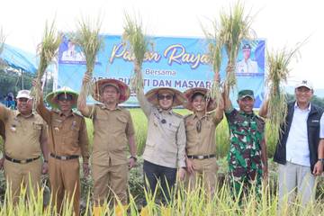 Bupati Kolaka Panen Raya Bersama Masyarakat Puubenua.