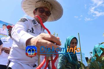 Gerakan Panen Raya Cabai Kolaka, Jaga Stabilitas Komoditas