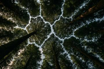 Fenomena Crown Shyness, Saat Pohon Saling Menjaga Jarak