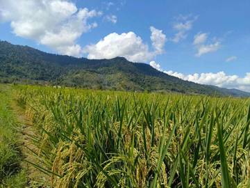 Sultra Optimalkan Pertanian untuk Ketahanan Pangan Nasional