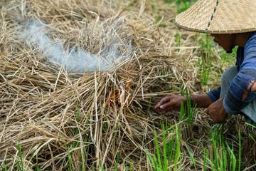 Bahan Bakar Jerami: Energi Terbarukan dari Limbah Pertanian