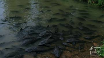 Ikan Sapu-Sapu, Alternatif Murah yang Perlu Diwaspadai