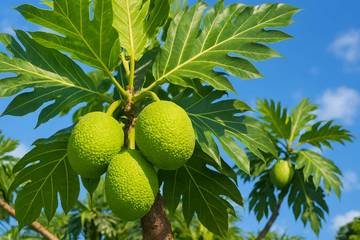 Sukun sebagai Pangan Lokal Kaya Karbohidrat