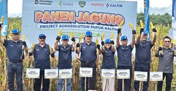  'Agrosolution' Pupuk Kaltim Dongkrak Produksi Jagung Maros