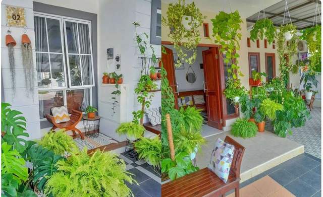 Pilihan Tanaman Hias untuk Hunian Minimalis