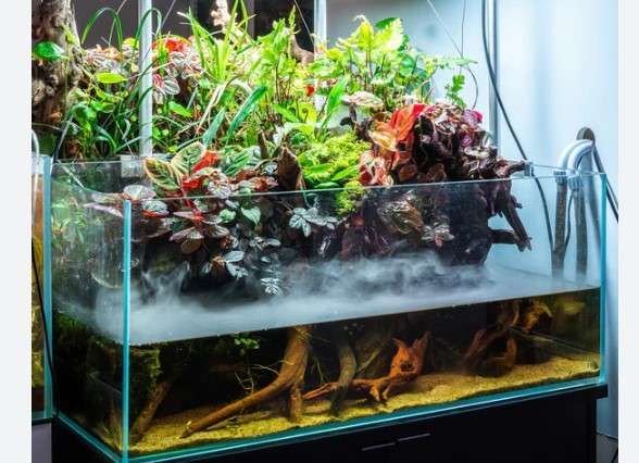 Tips Efektif Atasi Minyak di Permukaan Air Aquarium