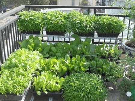 Pilihan Buah dan Sayur yang Cocok Ditanam Balkon