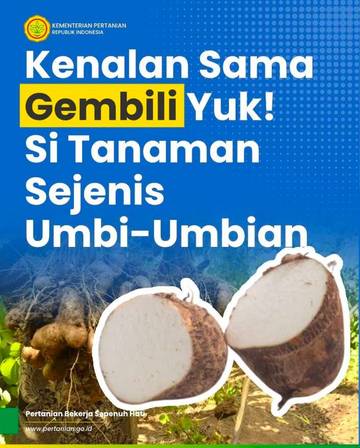 Gembili, Umbi Potensial Alternatif Sumber Karbohidrat