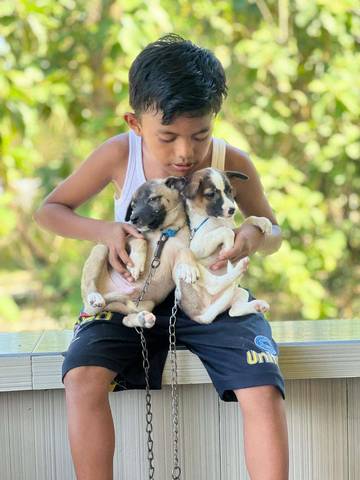 Anjing dan Manusia: Ikatan yang Tak Tergantikan