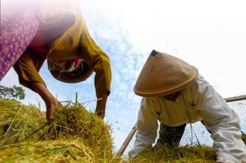 Lindungi Petani, Wujudkan Ketahanan Pangan Nasional