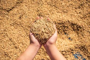 Pemerintah Tetapkan HPP Gabah Rp6.500 per Kilogram