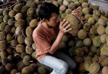 Tips Memilih Durian yang Matang, Manis, dan Berkualitas