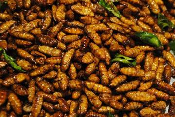 Thailand Juara Satu Produksi Serangga Sebagai Bahan Makanan 