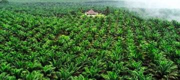 221.000 Hektar Lahan Sawit Kini Produktif