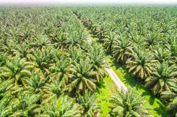 Lahan Terbengkalai Kini untuk Ketahanan Energi