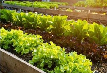 Berkebun Sayur di Rumah dengan Langkah Sederhana