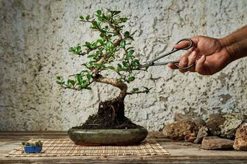 Cara Merawat dan Membentuk Bonsai bagi Pemula