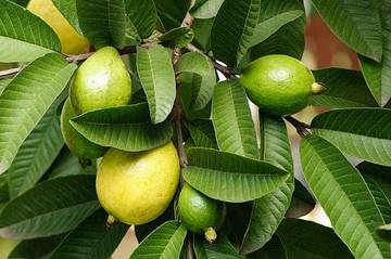 Simak Ujung Daun Jambu Biji Bisa Menyembuhkan Batuk