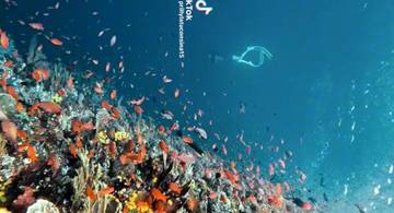 Mengintip Keindahan Bawah Laut Alor di NTT