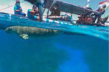 Dugong Jadi Simbol Indahnya Laut Selat Pantar