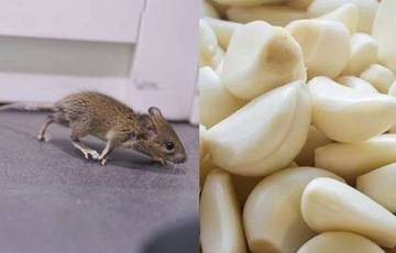 Aroma Alami yang Efektif Usir Tikus Selamanya