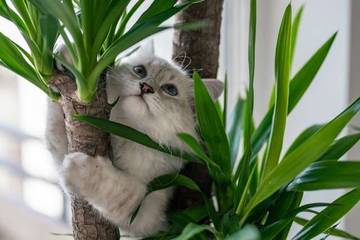 Pilihan Tanaman Hias yang Ramah untuk Kucing