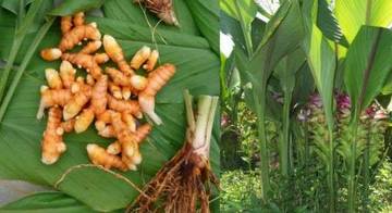Tanaman Obat Ini Wajib Ada di Rumahmu