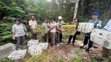Burung Pleci Satwa Liar yang Dilindungi Pemerintah