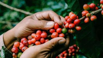 Curah Hujan dan Pengaruhnya pada Produksi Kopi
