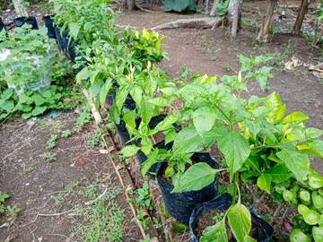 Menanam Cabe di Polybag