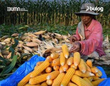 Bulog Dinilai Belum Pasti Serap Jagung Petani