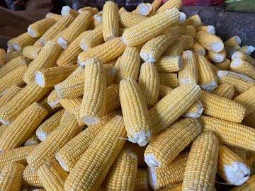 Petani Rote Ndao Minta Pemerintah Atur Pasar