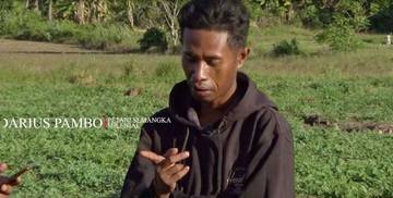 Darius Pambo Buktikan Pertanian Semangka Tetap Menjanjikan