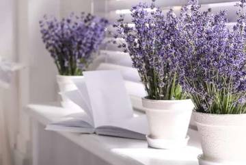 Rahasia Rumah Wangi Alami dengan Tanaman Aromatik Segar