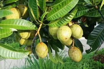 Meski Kurang Populer, Buah Limus Kaya Manfaat Sehat