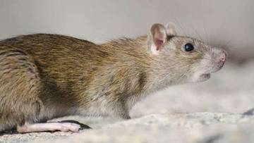 Rahasia Rumah Bebas Tikus dengan Wangi Alami