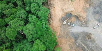 Peringkat 2 Dunia, Deforestasi Hutan Indonesia Jadi Sorotan