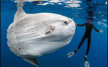 Mengenal Ikan Mola Mola, Raksasa Laut yang Ramah