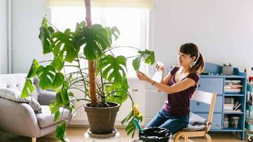 Rekomendasi Jenis Monstera Hias Bikin Rumah Lebih Estetik